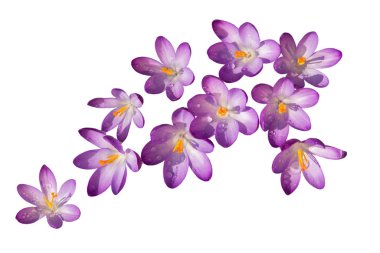 beyaz arkaplanda yalıtılmış mor çiçek