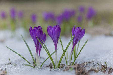 Güneşle aydınlatılan kardaki bahar gülü.
