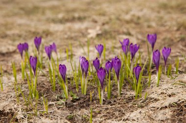 Bahar güneşli bir günde, çayırda mor timsahlar.
