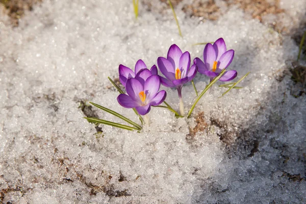 Crocus Primavera Neve Iluminado Pelo Sol — Fotografia de Stock