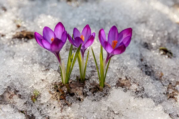 Crocus Primavera Neve Iluminado Pelo Sol — Fotografia de Stock