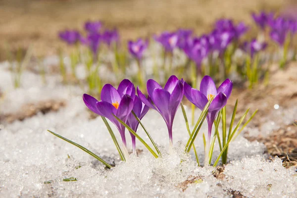 Wiosenny Krokus Śniegu Oświetlony Słońcem — Zdjęcie stockowe