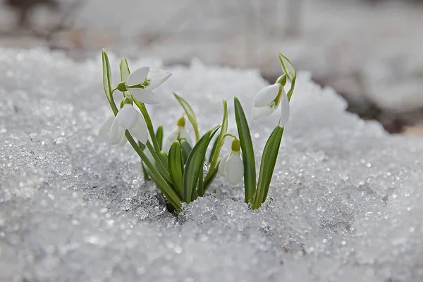 Fleurs Chute Neige Fleurs Dans Forêt — Photo