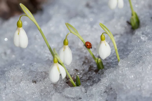 Dame Oiseau Sur Les Gouttes Neige Fleurs — Photo