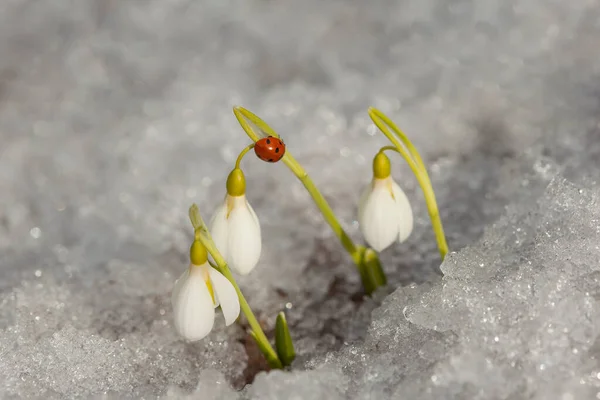 Dame Oiseau Sur Les Gouttes Neige Fleurs — Photo