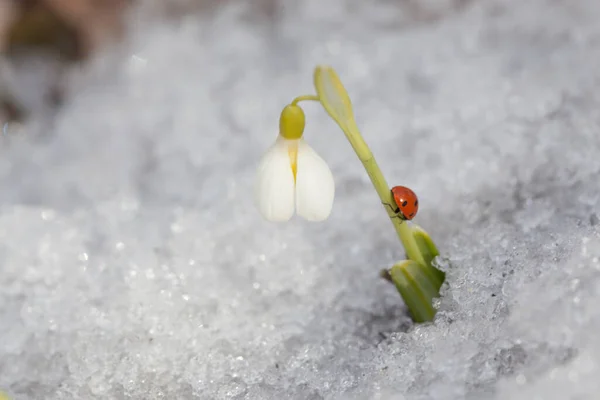 Dame Oiseau Sur Gouttes Neige Fleur — Photo