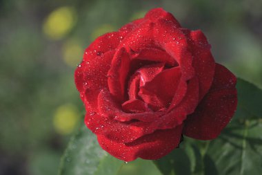 Güneş ışığında taze kırmızı gül, yakın plan.