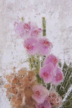 Buz kalıbında donmuş pembe orkidelerin yakın çekimi.