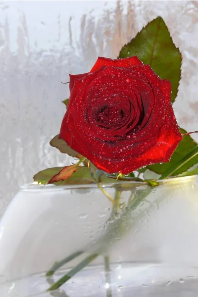 Red Rose Glass Vase Close Frozen Window — Stock Photo, Image