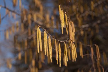 Kızılağaç dalları ile bahar filizi (Alnus)