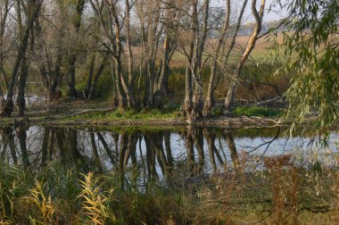 Baharın erken saatlerinde eski parkta göletli