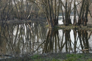 Baharın erken saatlerinde eski parkta göletli