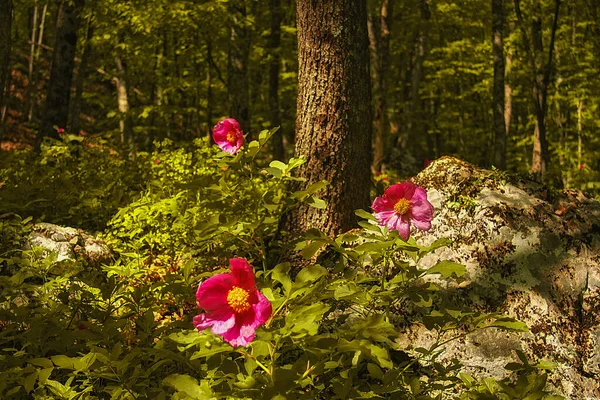 Flowering Wild Peonies Background Wood Stones Imágenes de stock libres de derechos