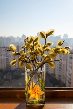 Şehrin arka planına karşı pencere pervazında cam vazoda söğüt sarısı catkins