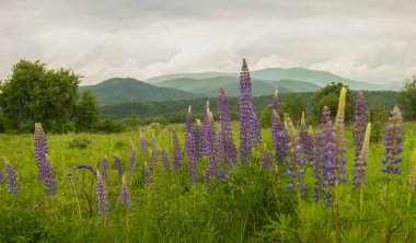 Dağların arka planında mor lupin çiçekleri. Lupinus, lupin, lupin tarlası. Bir grup lupin yaz çiçeği arkaplanı