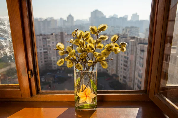 街の風景を背景に窓ガラスの花瓶に黄色の猫を柳 ストックフォト