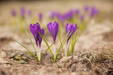 Bahar güneşli bir günde, çayırda mor timsahlar.