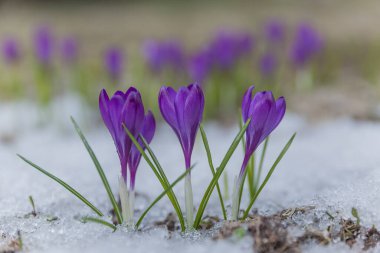 Güneşle aydınlatılan kardaki bahar gülü.