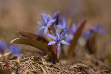 Baharın başlarında açan mavi scilla (Scilla siberica)