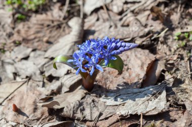Baharın başlarında açan mavi scilla (Scilla siberica)