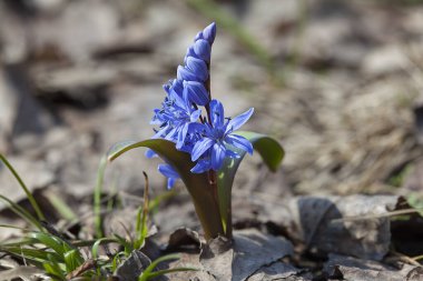 Baharın başlarında açan mavi scilla (Scilla siberica)