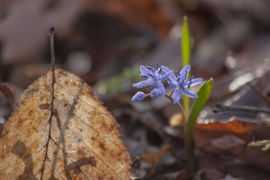 Baharın başlarında açan mavi scilla (Scilla siberica)