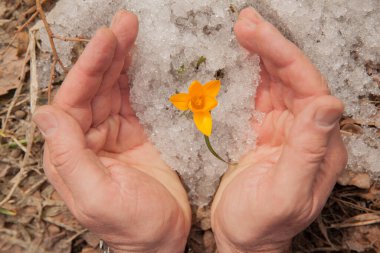 Bir avuç eldeki bahar çiçeği