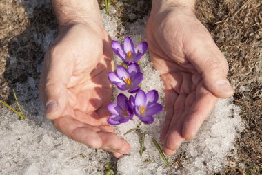 Bir avuç eldeki bahar çiçeği