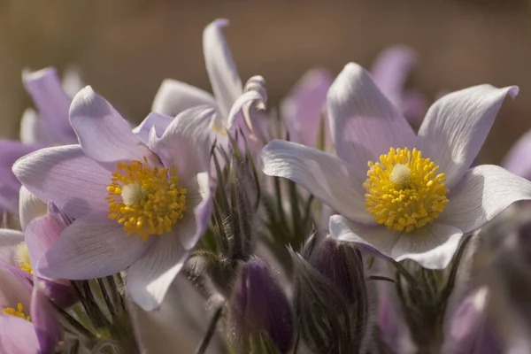 Pasque Flower Eerste Lentebloem Pulsatilla Vulgaris — Stockfoto