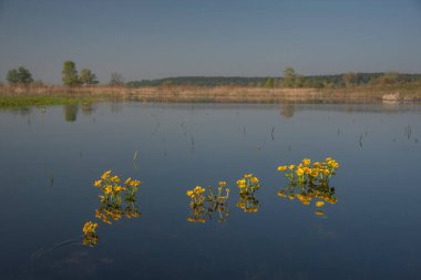 Bataklık kadife çiçekleri ile ıslak çayır