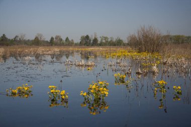 Bataklık kadife çiçekleri ile ıslak çayır