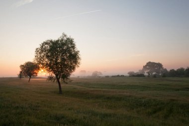 Güneşin doğuşu sisli bir çayırda