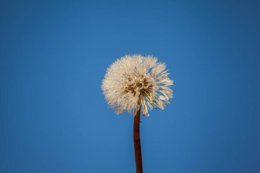 Mavi gökyüzüne karşı beyaz karahindiba