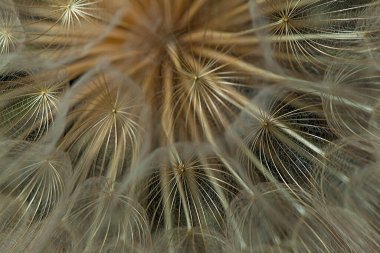 Siyah izole edilmiş arka planda beyaz karahindiba.