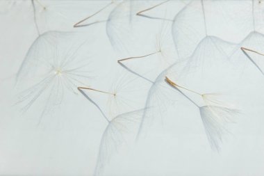 Karahindiba 'dan uçan paraşütler