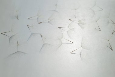 Karahindiba 'dan uçan paraşütler