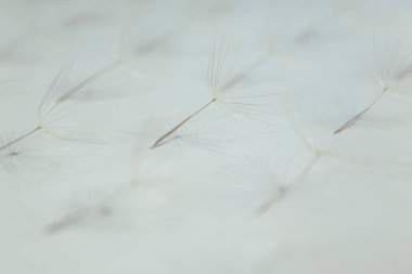 Karahindiba 'dan uçan paraşütler