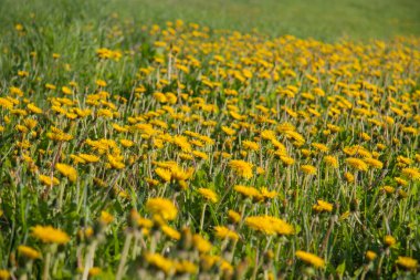Çayırlarda açan sarı karahindibalar