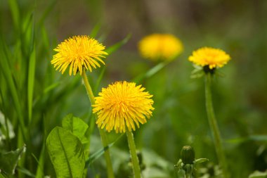 Çayırlarda açan sarı karahindibalar