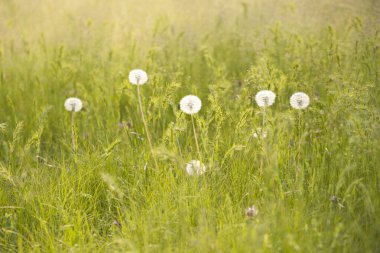 Otların arasında beyaz karahindibalar