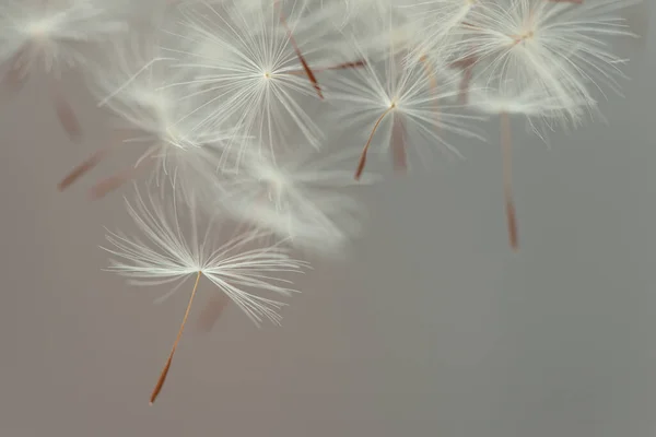 Paracaídas Voladores Diente León — Foto de Stock