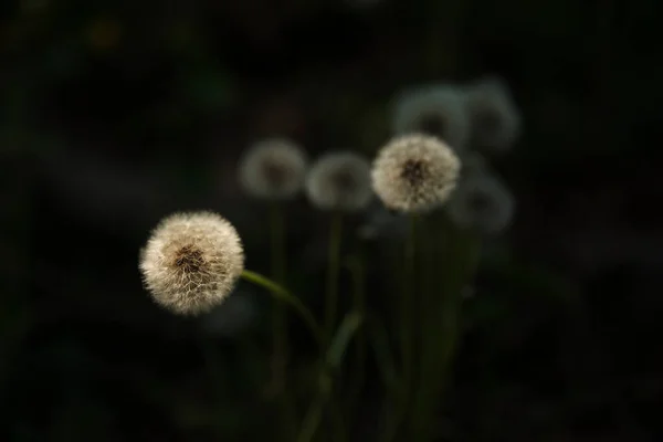 Dandelion Putih Pada Latar Belakang Gelap Stok Gambar Bebas Royalti