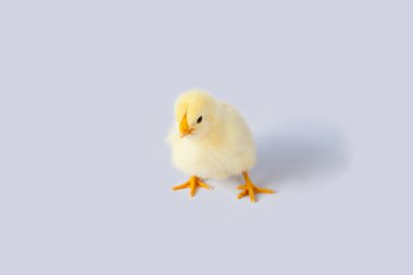 1 günlük sarı piliç