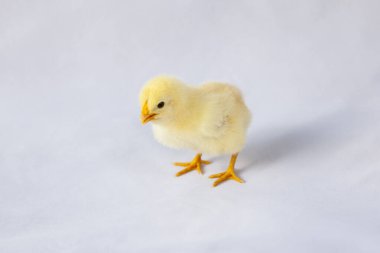 1 günlük sarı piliç