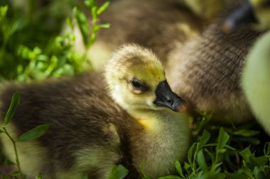 Şirin, yeni doğmuş tüylü, geveze bir yavru. Bir genç sarı yavru kaz 