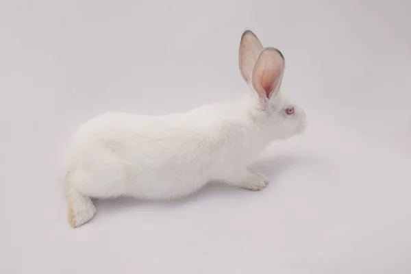 Білий Кролик Білому Тлі Стокове Зображення