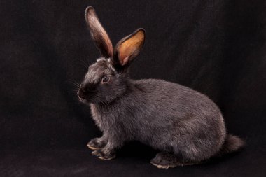 Siyah arka planda siyah tavşan