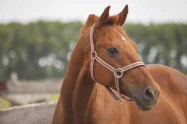 Kırmızı bir atın yakın plan portresi.