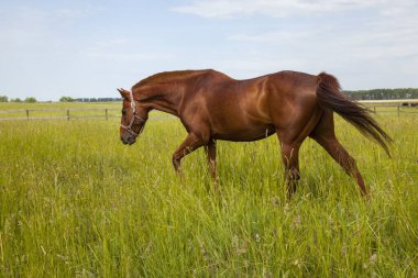 horse grazing in a spring meadow