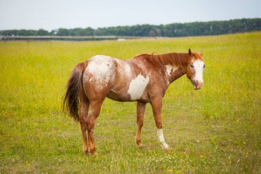 Beyaz ve kahverengi at çiçekli bir çayırda duruyor.